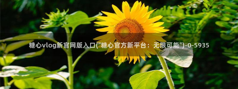糖心volgol